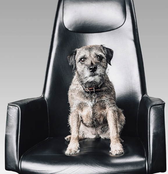 Hund sitzt auf Stuhl